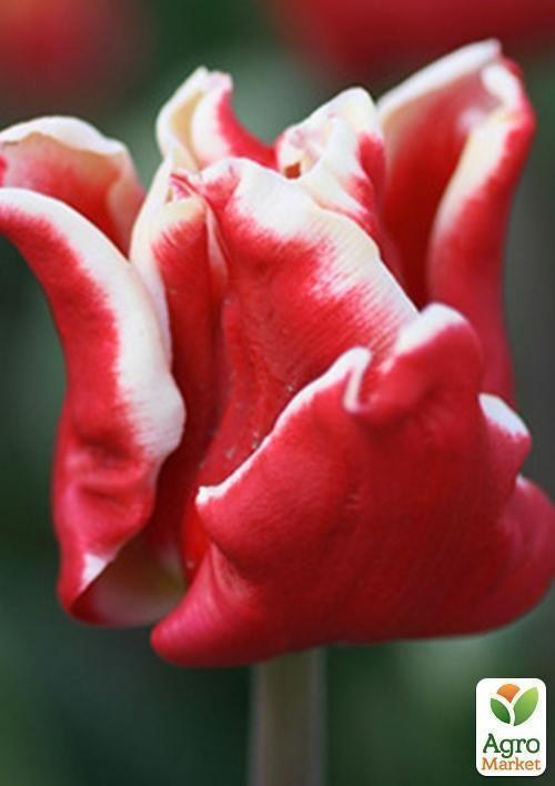 Тюльпан "Elegant Crown" 1шт в упаковке