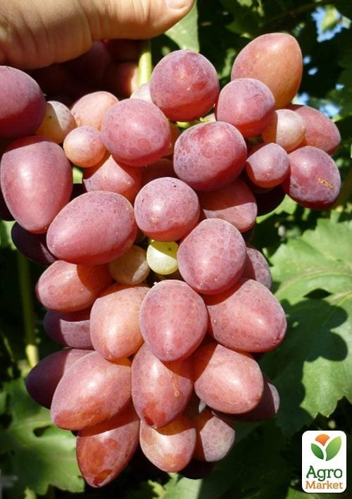 Виноград вегетирующий "София" 