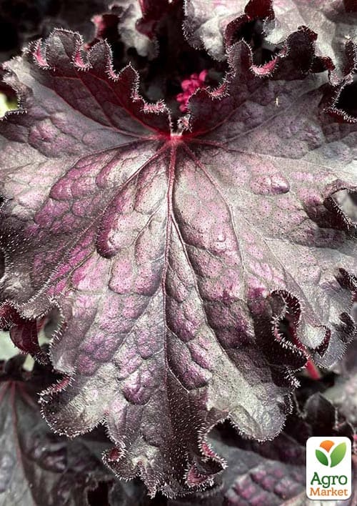 Гейхера (Heuchera) Forever "Midnight"  - фото 2