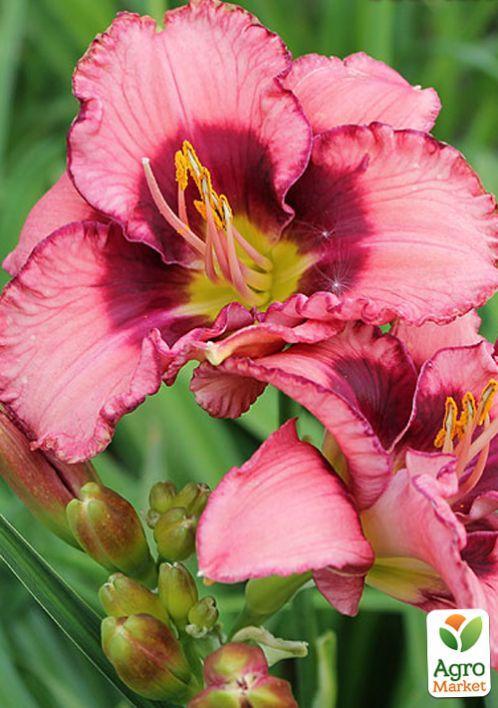 Лілійник "Dan Mahony" 1шт в упаковці - фото 5