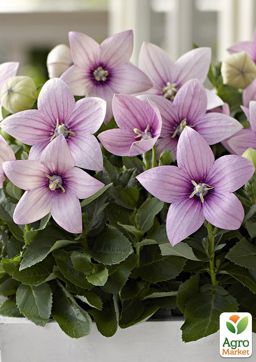 Ширококолокольчик (platycodon) "Grandiflorus Fuji Pink"