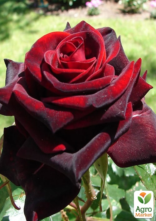 Ексклюзив! Троянда чайно-гібридна "Темна Вишня" (Black Cherry) (саджанець класу АА+) вищий сорт