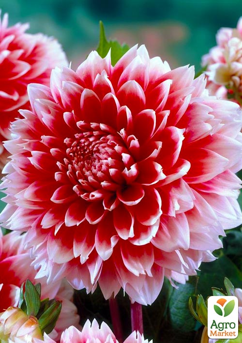 Жоржина "Red and White Fubuki"