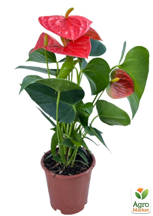 Антуриум (Anthurium) "Prince of Orange" - фото 5