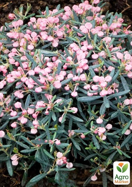 Андромеда многолистная "Блю Айс" контейнер С1 - фото 2