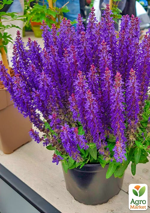 Шавлія "Deep Ocean" - фото 6