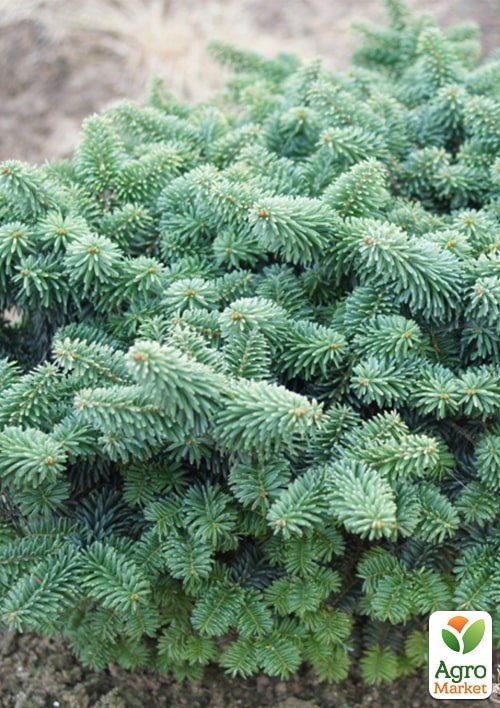 Ялиця бальзамічна "Nana" С5, діаметр 20-25 см - фото 3