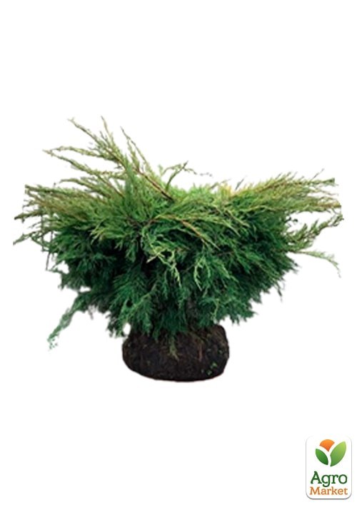 Ялівець середній "Old Gold" С10 діаметр 50-60 см - фото 3