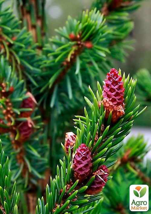 Ель сербская "Karel" (ком/сетка) диаметр 35-40см - фото 4