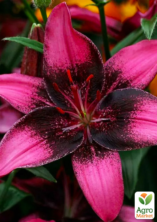 Лилия "Purple Dream" 