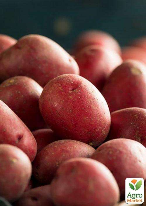 Картопля "Белла Росса" насіннєва ультрарання (1 репродукція) 1кг