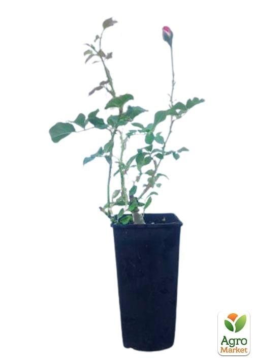 Роза в контейнере английская "Soul" (саженец класса АА+) - фото 2