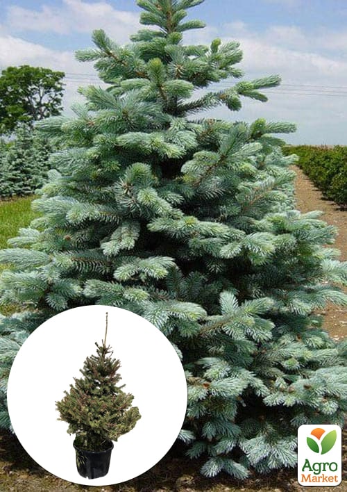 Ялина сиза "Kaibab" (від 100 до 125 см)