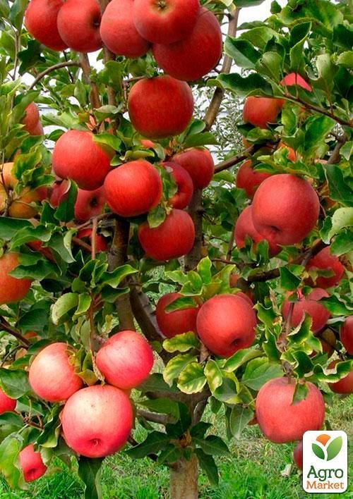 Эксклюзив! Дерево-сад Яблоня "Деличия+Амулет+Лигол"