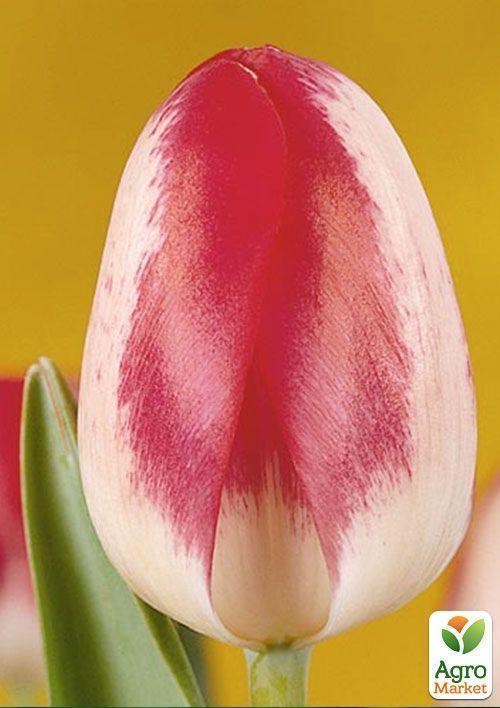 Тюльпан "Rexona" 1шт в упаковке