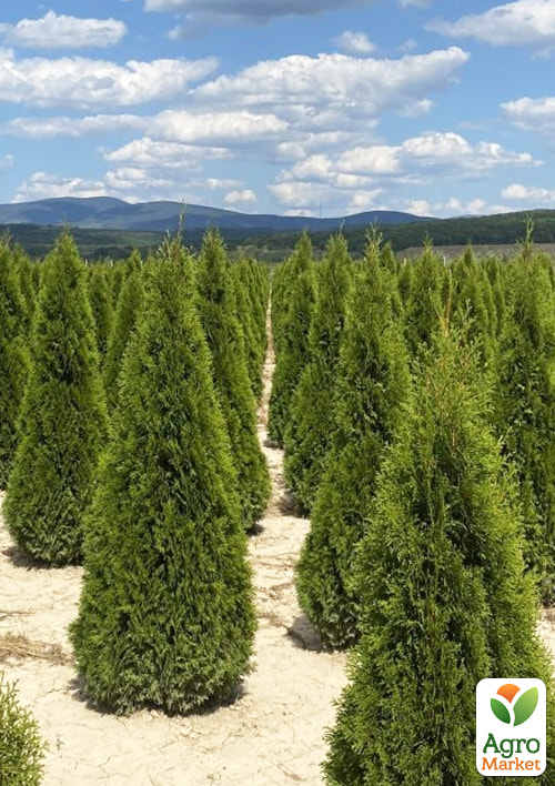 Туя западная "Smaragd" (ком/сетка) высота 200-220см - фото 3