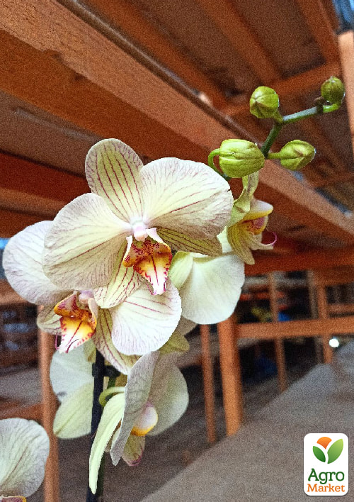 Орхідея (Phalaenopsis) "Tiger Gold" - фото 7