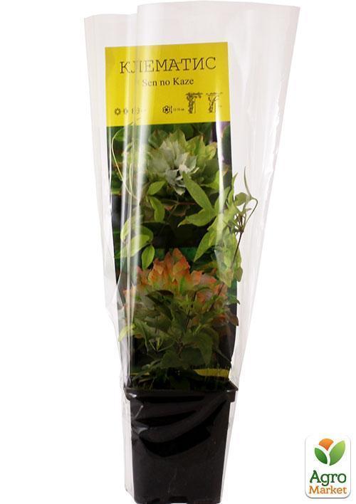 Клематис "Se-No-Kaze" - фото 8