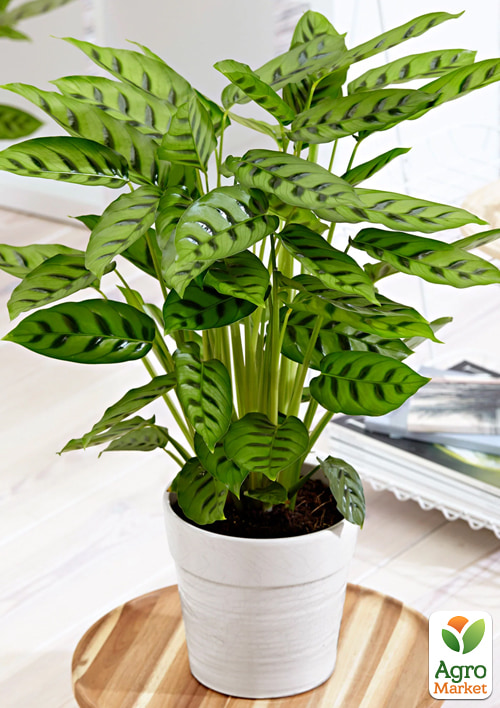 Калатея "Leopardina" висота 45-55см - фото 6