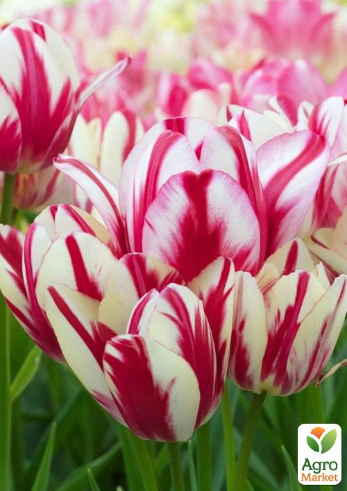 Тюльпан "Candy club" (багатоквітковий)