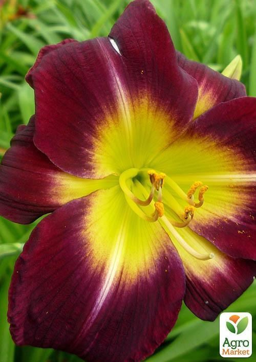 Лілійник "Night Beacon" 1шт в упаковці