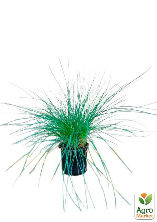 Овсяница сизая  "Intense Blue" - фото 2