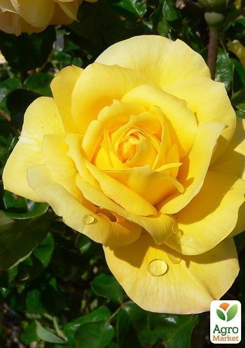 Роза поліантових "Mini elou"