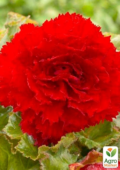 Бегонія "Фімбріата червона" 1шт