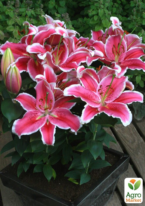 Лілія Горщикова "Little Marble"