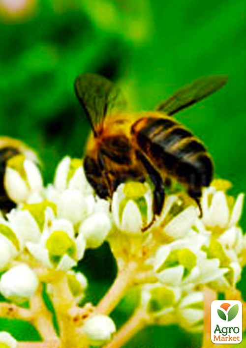 Эводия 2-х летняя "Генри" медоносная  - фото 6