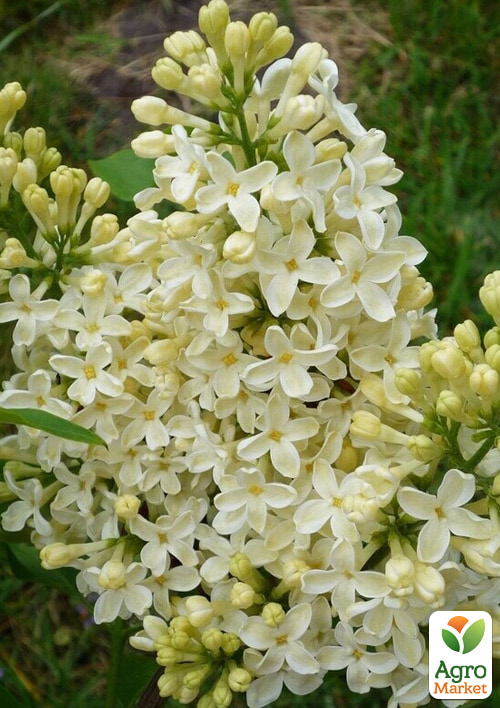 Бузок інвітро "Primrose" вазон С2