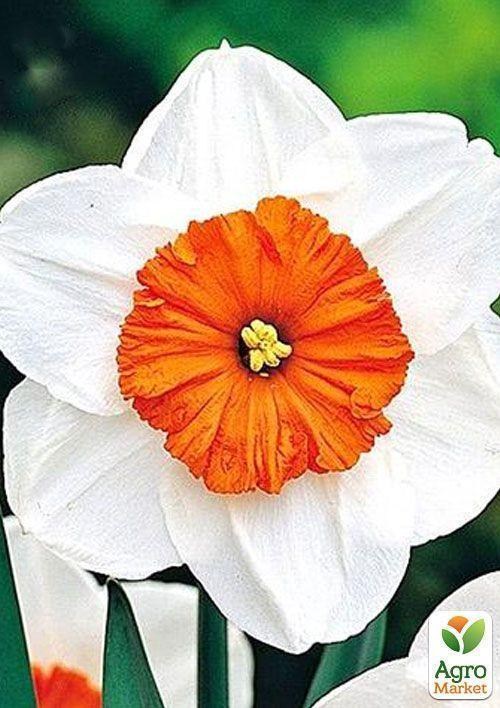 Нарцисс "Professor Einstein" (размер 12/14 , крупный) 2шт в упаковке