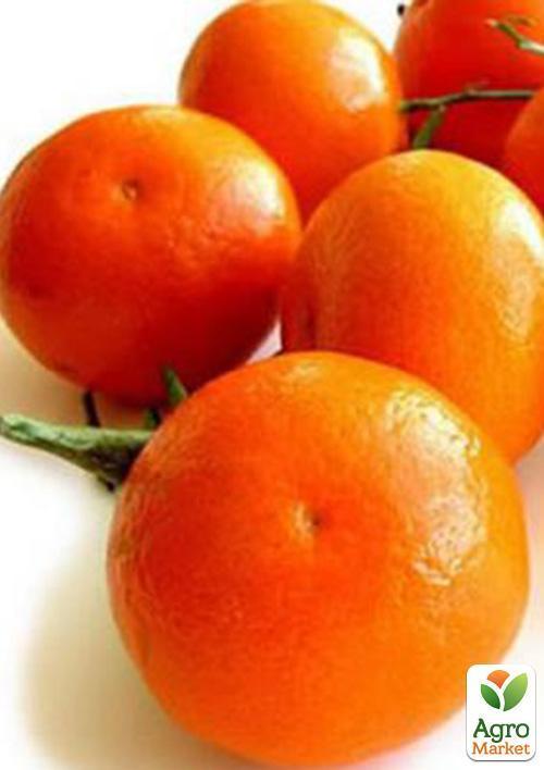 Мандарин "Клементін" - фото 6