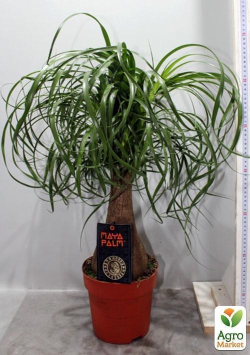 Бокарнея "Чудесное бутылочное дерево" (Beaucarnea recu.) дм 24 см выс. 85 см