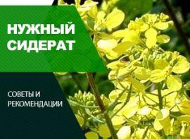 Гірчиця, як сидерат - корисні статті про садівництво від Agro-Market