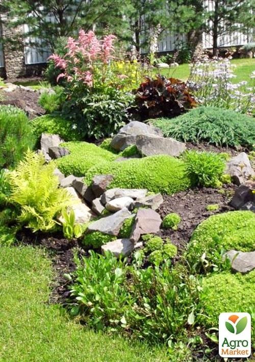 Комплект рослин "Рокарій" (Rockery)