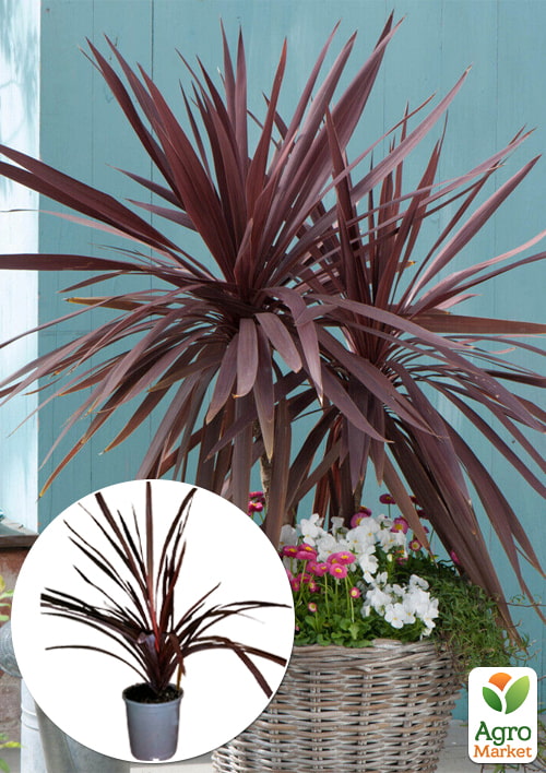 LMTD Кордилина "Red Star" (высота 40-60см)