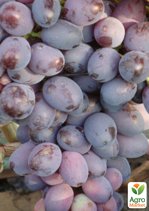 Виноград столовый "Орион" (укорененный саженец в контейнере) - фото 2