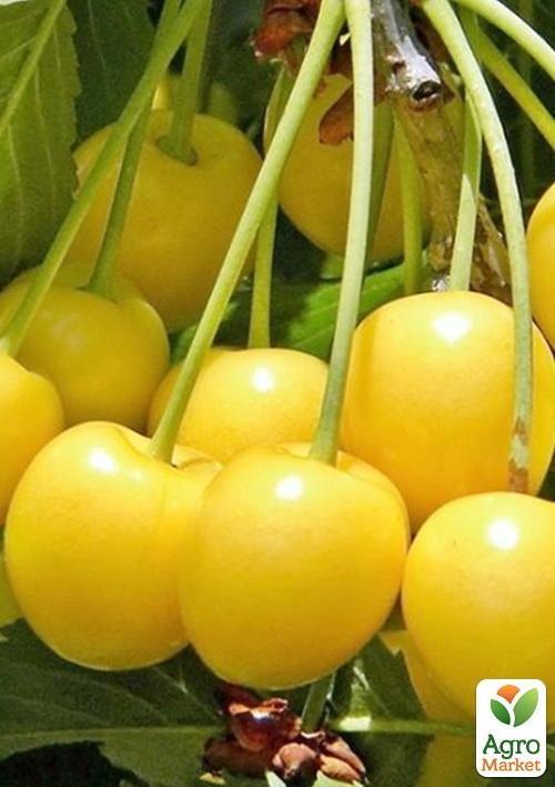 Черешня жовта "Визнання" (середньостиглий термін дозрівання)