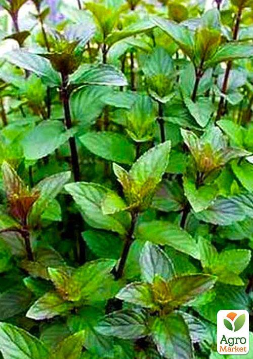 М'ята Шоколадна "Mentha Chocolate" (контейнер Р9) - фото 6