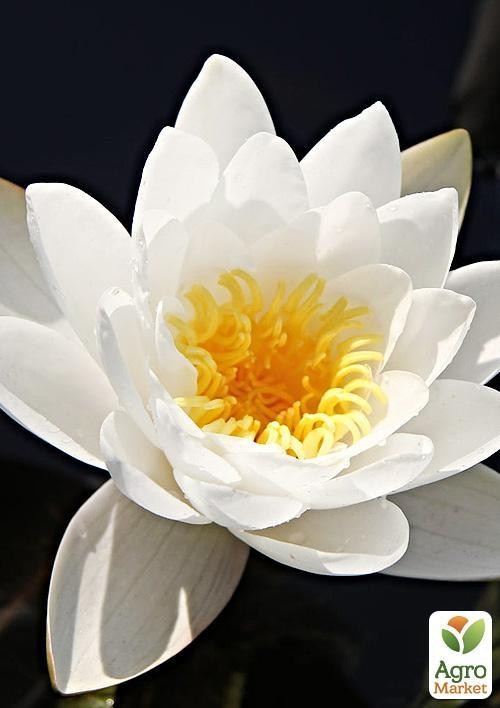 Нимфея тубероза "Ричардсона"