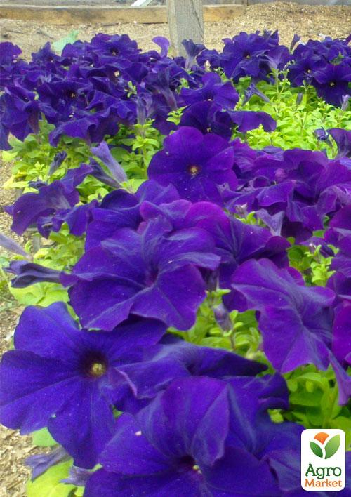 Петуния "Фиолетовая" (Зипер) ТМ "Весна" 1г - фото 4