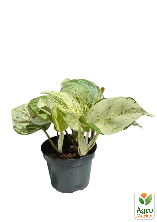 Эпипремнум "Happy Leaf" 20-30см