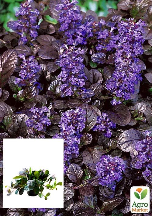 Живучка ползучая "Black Scallop" (эффектный, многолетний  пурпурный ковер)