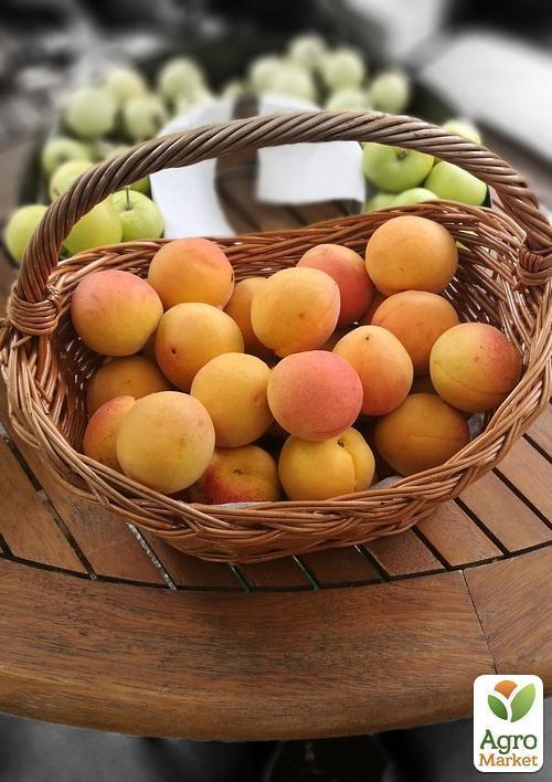 Абрикос "Флейвор Кот" (літній сорт, пізній термін дозрівання) - фото 5