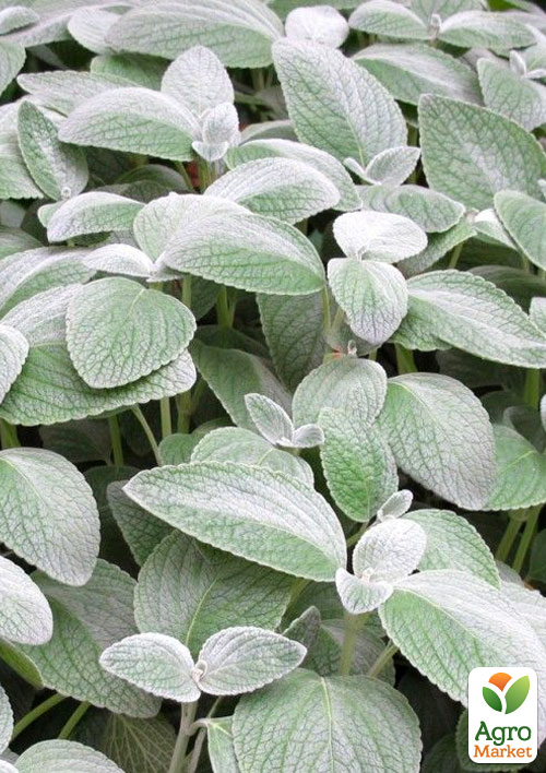 М'ята Срібляста "Mint Silver"