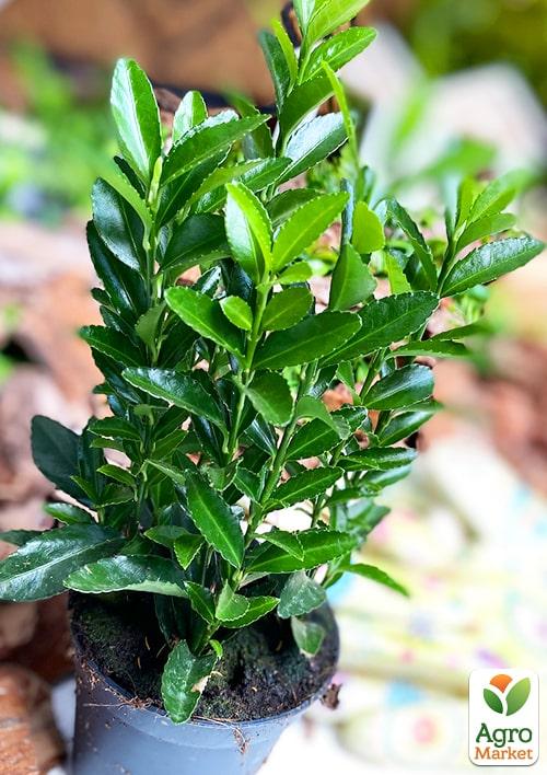 Бересклет Японский "Green Spire" - фото 6