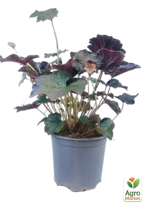 Гейхера 3-х летняя "Palace Purple" Нидерланды (вазон С2) - фото 2