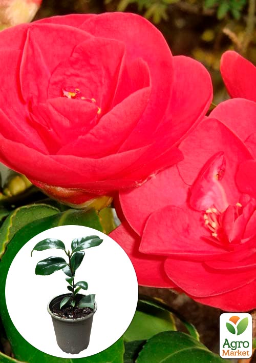 Камелія японська "Mary Williams"