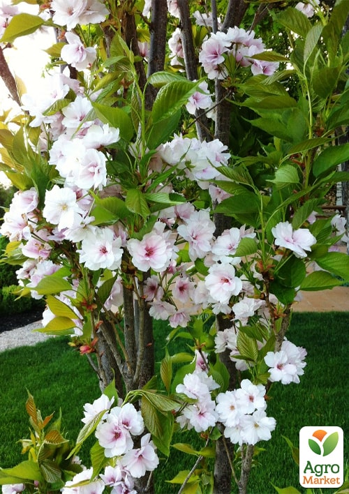 Сакура колоновидна "Аманогава" (Amanogawa) висота 100см - фото 2